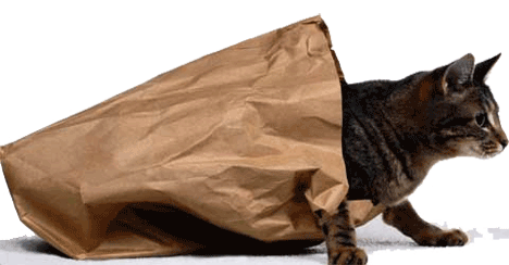 Cats Out The Bag GIFs